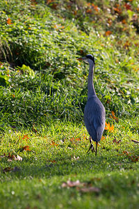 Ardea cinerea (Ardeidae)  - Héron cendré - Grey Heron Nord [France] 14/11/2012 - 30m