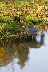 Ardea cinerea (Ardeidae)  - Héron cendré - Grey Heron Nord [France] 14/11/2012 - 30m