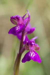 Anacamptis morio (Orchidaceae)  - Anacamptide bouffon, Orchis bouffon Aude [France] 25/04/2013 - 180m