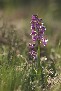 Anacamptis morio subsp. picta (Orchidaceae)  - Anacamptide peinte, Orchis peint Aude [France] 22/04/2013 - 480m