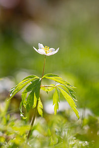 Anemone nemorosa (Ranunculaceae)  - Anémone des bois, Anémone sylvie - Wood Anemone Nord [France] 07/04/2013 - 50m