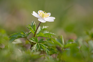 Anemone nemorosa Anémone des bois, Anémone sylvie Wood Anemone