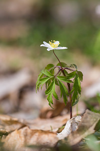 Anemone nemorosa (Ranunculaceae)  - Anémone des bois, Anémone sylvie - Wood Anemone Nord [France] 07/04/2013 - 60m