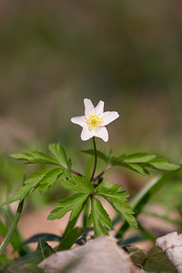 Anemone nemorosa (Ranunculaceae)  - Anémone des bois, Anémone sylvie - Wood Anemone Nord [France] 07/04/2013 - 60m