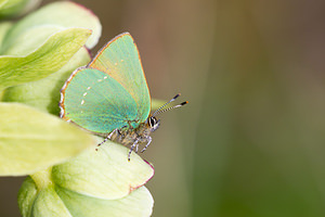 Callophrys rubi Thécla de la Ronce, Argus vert Green Hairstreak