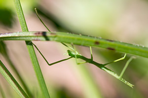 Clonopsis gallica (Bacillidae)  - Phasme gaulois - French stick insect Aude [France] 23/04/2013 - 720m