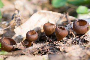 Dumontinia tuberosa (Sclerotiniaceae)  - Anemone Cup Nord [France] 07/04/2013 - 60mPousse dans les bois frais au printemps, associ? aux an?mones sylvie.