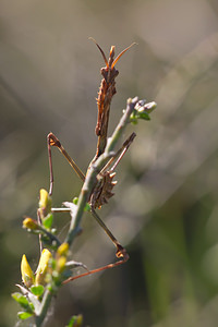 Empusa pennata (Empusidae)  - Empuse commune, Diablotin Aude [France] 23/04/2013 - 470m