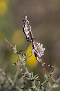 Empusa pennata (Empusidae)  - Empuse commune, Diablotin Aude [France] 23/04/2013 - 470m