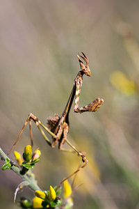 Empusa pennata (Empusidae)  - Empuse commune, Diablotin Aude [France] 23/04/2013 - 470m