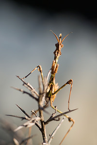 Empusa pennata (Empusidae)  - Empuse commune, Diablotin Aude [France] 23/04/2013 - 470m