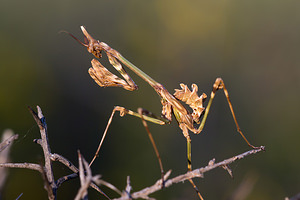 Empusa pennata (Empusidae)  - Empuse commune, Diablotin Aude [France] 23/04/2013 - 470m