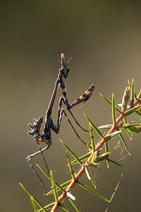 Empusa pennata (Empusidae)  - Empuse commune, Diablotin Aude [France] 23/04/2013 - 470m