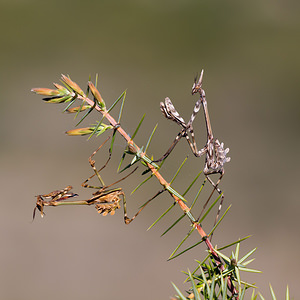 Empusa pennata Empuse commune, Diablotin