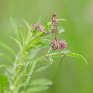 Empusa pennata (Empusidae)  - Empuse commune, Diablotin Aude [France] 30/04/2013 - 50m