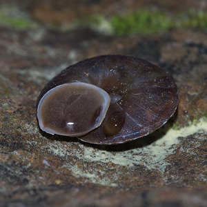 Helicigona lapicida (Helicidae)  - Soucoupe commune - Lapidary Snail Aude [France] 26/04/2013 - 560m