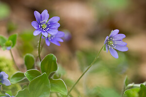 Hepatica nobilis (Ranunculaceae)  - Hépatique à trois lobes, Hépatique noble, Anémone hépatique - Liverleaf Aude [France] 23/04/2013 - 750m