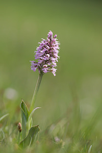 Neotinea conica (Orchidaceae)  - Néotinée conique, Orchis conique Aude [France] 22/04/2013 - 660m