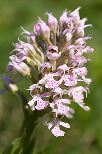 Neotinea conica (Orchidaceae)  - Néotinée conique, Orchis conique Aude [France] 22/04/2013 - 660m