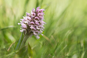 Neotinea conica (Orchidaceae)  - Néotinée conique, Orchis conique Aude [France] 22/04/2013 - 660m