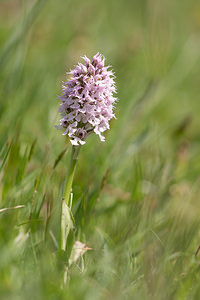 Neotinea conica (Orchidaceae)  - Néotinée conique, Orchis conique Aude [France] 22/04/2013 - 660m