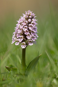 Neotinea conica (Orchidaceae)  - Néotinée conique, Orchis conique Aude [France] 22/04/2013 - 650m