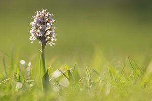 Neotinea conica (Orchidaceae)  - Néotinée conique, Orchis conique Aude [France] 24/04/2013 - 630m