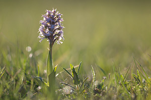 Neotinea conica (Orchidaceae)  - Néotinée conique, Orchis conique Aude [France] 24/04/2013 - 630m