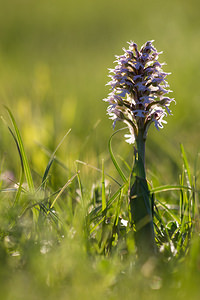 Neotinea conica (Orchidaceae)  - Néotinée conique, Orchis conique Aude [France] 24/04/2013 - 630m