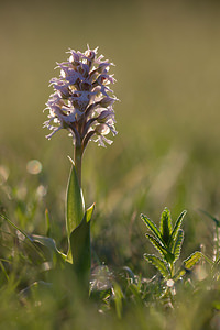 Neotinea conica (Orchidaceae)  - Néotinée conique, Orchis conique Aude [France] 24/04/2013 - 630m