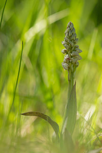 Neotinea maculata (Orchidaceae)  - Néotinée maculée, Orchis maculé - Dense-flowered Orchid Aude [France] 24/04/2013 - 480m