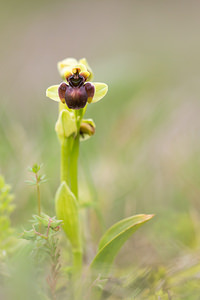 Ophrys bombyliflora (Orchidaceae)  - Ophrys bombyle Aude [France] 30/04/2013 - 40m