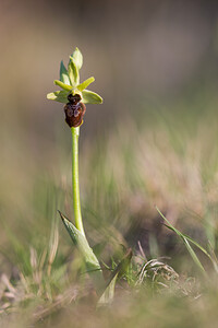 Ophrys exaltata (Orchidaceae)  - Ophrys exalté Aude [France] 21/04/2013 - 600m