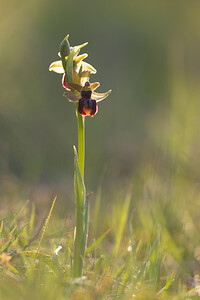 Ophrys exaltata (Orchidaceae)  - Ophrys exalté Aude [France] 21/04/2013 - 660m