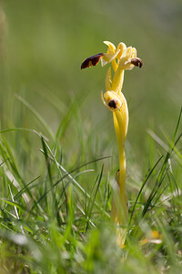 Ophrys fusca (Orchidaceae)  - Ophrys brun Aude [France] 22/04/2013 - 590m