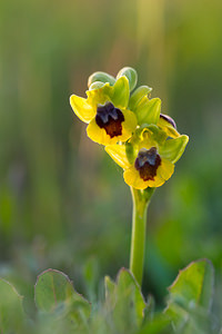 Ophrys lutea (Orchidaceae)  - Ophrys jaune Pyrenees-Orientales [France] 22/04/2013 - 260m