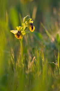 Ophrys lutea (Orchidaceae)  - Ophrys jaune Pyrenees-Orientales [France] 22/04/2013 - 260m