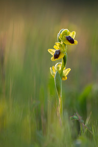 Ophrys lutea (Orchidaceae)  - Ophrys jaune Pyrenees-Orientales [France] 22/04/2013 - 260m