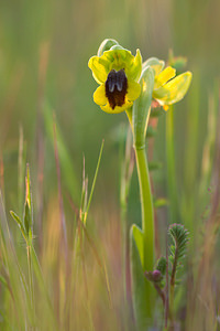 Ophrys lutea (Orchidaceae)  - Ophrys jaune Pyrenees-Orientales [France] 22/04/2013 - 260m