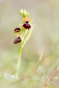 Ophrys passionis Ophrys de la Passion