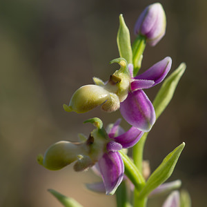 Ophrys scolopax (Orchidaceae)  - Ophrys bécasse Pyrenees-Orientales [France] 22/04/2013 - 30m