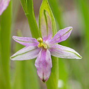 Ophrys scolopax (Orchidaceae)  - Ophrys bécasse Aude [France] 30/04/2013 - 50m