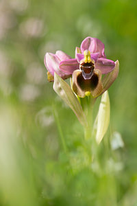 Ophrys tenthredinifera Ophrys tenthrède
