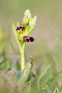 Ophrys vasconica (Orchidaceae)  - Ophrys de Gascogne, Ophrys du pays Basque Aude [France] 22/04/2013 - 490m