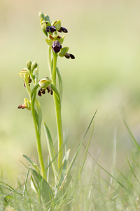 Ophrys vasconica (Orchidaceae)  - Ophrys de Gascogne, Ophrys du pays Basque Aude [France] 22/04/2013 - 580m