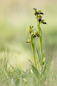 Ophrys vasconica (Orchidaceae)  - Ophrys de Gascogne, Ophrys du pays Basque Aude [France] 22/04/2013 - 580m