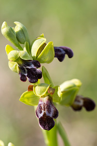 Ophrys vasconica (Orchidaceae)  - Ophrys de Gascogne, Ophrys du pays Basque Aude [France] 22/04/2013 - 580m