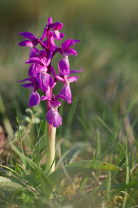 Orchis mascula (Orchidaceae)  - Orchis mâle - Early-purple Orchid Aude [France] 21/04/2013 - 660m