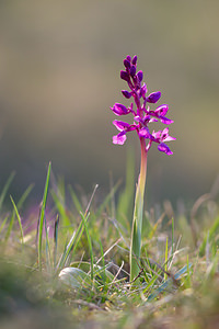 Orchis mascula (Orchidaceae)  - Orchis mâle - Early-purple Orchid Aude [France] 21/04/2013 - 660m