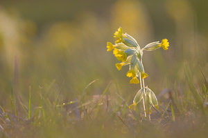 Primula veris (Primulaceae)  - Coucou, Primevère officinale - Cowslip Aude [France] 21/04/2013 - 650m